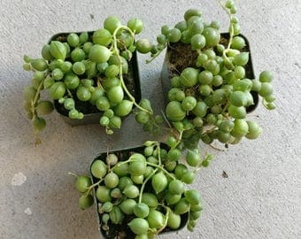 String Of Pearls Plants Succulents 2'' or 4'' Hanging Planter Senecio Rowleyanu RARE Beautiful Arrangement Terrarium Exotic Succulent Plants