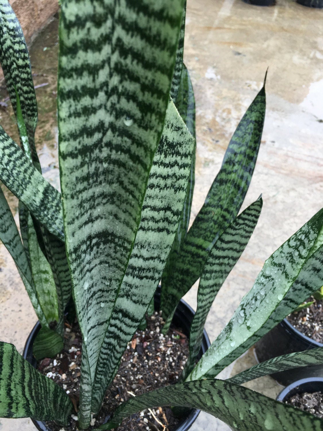 Snake Plant Sansevieria Laurentii Variegated NASA approved to