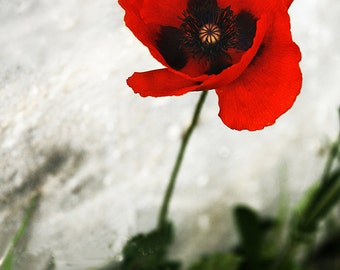 Poppy canvas, red poppy, nature photography, flower photography, poppy print, floral print, poppy decor, oversized, large,poppy canvas print