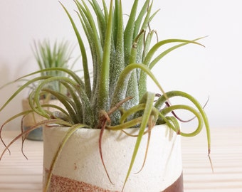 Air plant pot | Etsy