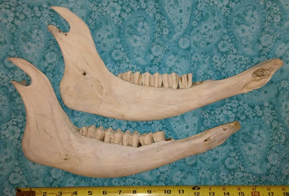 All-natural Weathered Bison Jaw Bones Found In Mountains Of