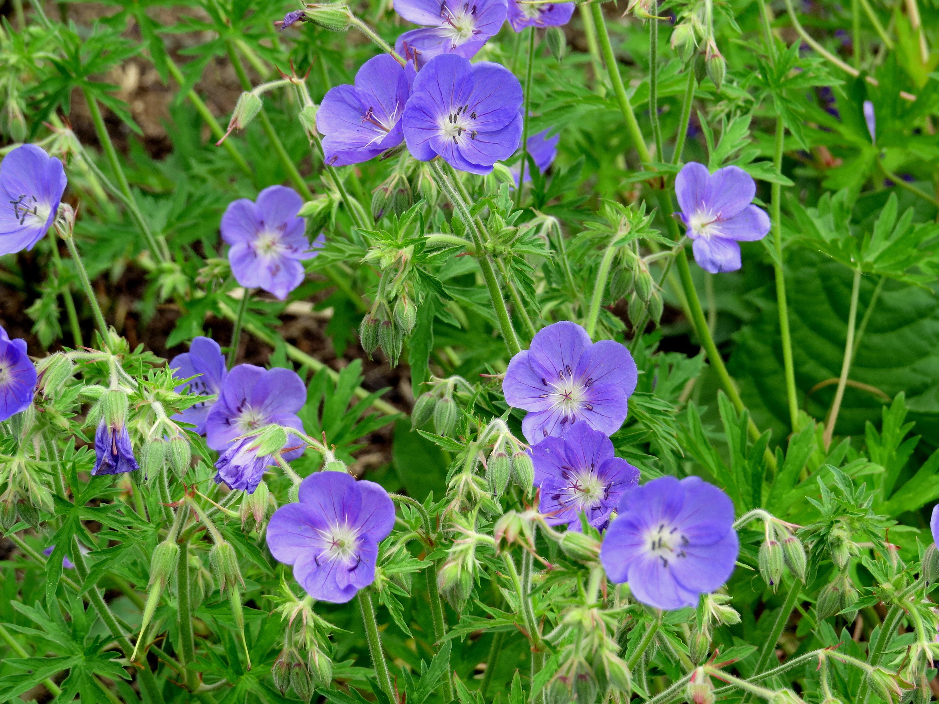 Geranium (Geranium "Johnson's Blue") perennial plants live plants shade perennials blue