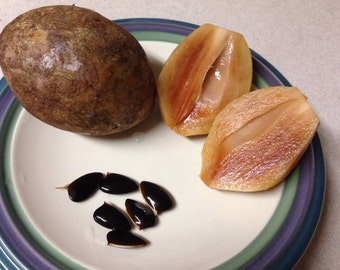 1 Live well rooted SAPODILLA SAPOCHE Plant 7 To 13 Inches -  m137