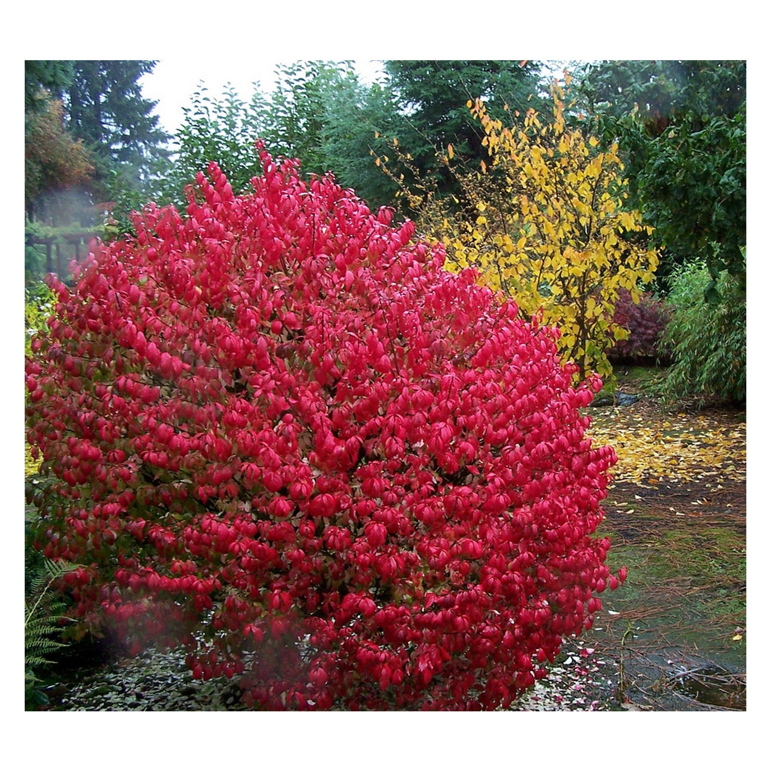 Dwarf Burning Bush Euonymus alatus Compacta 3 Potted