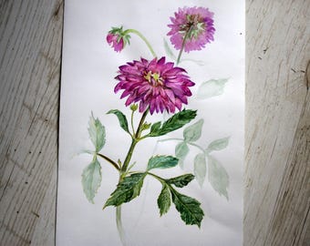 Original flower watercolor painting Floral Watercolor Painting Botanical illustration Pink green aster Home decor painting Art wall paint
