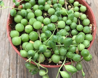 Senecio rowleyanus 'String of Pearls' succulent plant in 4" pot; drought-tolerant, Mother's day gift, arrangement, wreath, hanging plant.