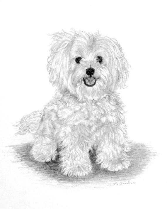 how to draw a havanese havanese drawing havanese print havanese how to draw a havanese havanese drawing havanese print havanese