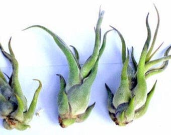 Air Plant Tillandsia Sale set of three Medusa small