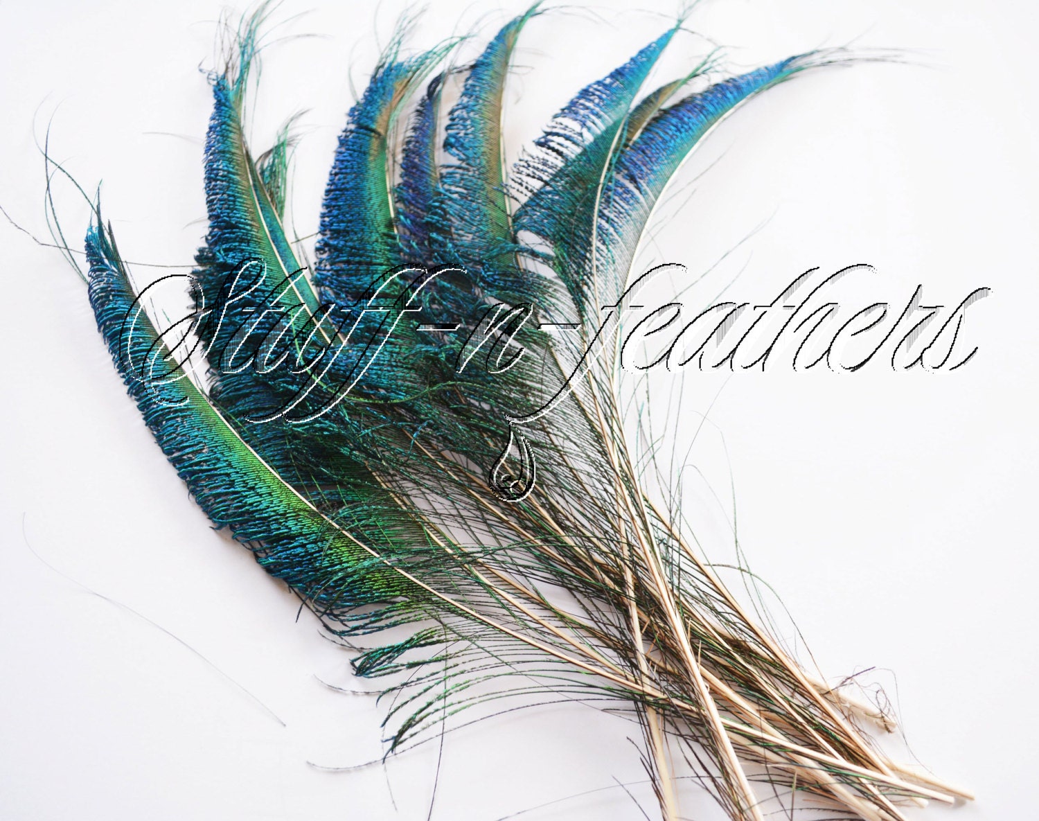 Natural Peacock SWORD feathers right side, for millinery, crafts, decor ...