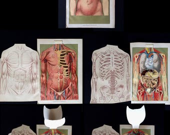 Antique 1912 Medical Anatomy Diagram Fold Out Chromolithograph Bookplate Muscles Svankmajer Collage Material