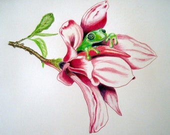 Magnolia Frog - original artwork, coloured pencil on watercolour paper, in acid free matt board