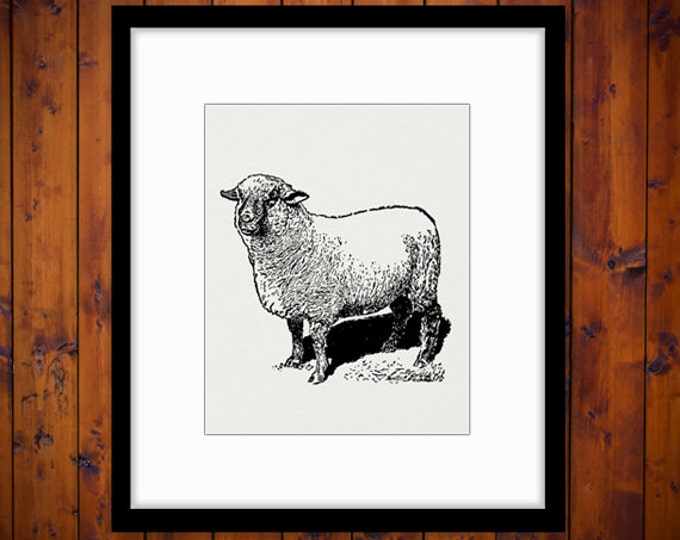 Digital Printable Antique Sheep Image Farm Animal Download Graphic Vintage Clip Art Jpg Png Eps HQ 300dpi No.3187