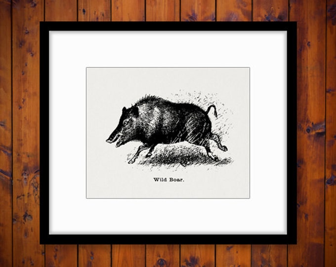 Printable Graphic Wild Boar Download Digital Pig Image Vintage Clip Art Jpg Png Eps HQ 300dpi No.698