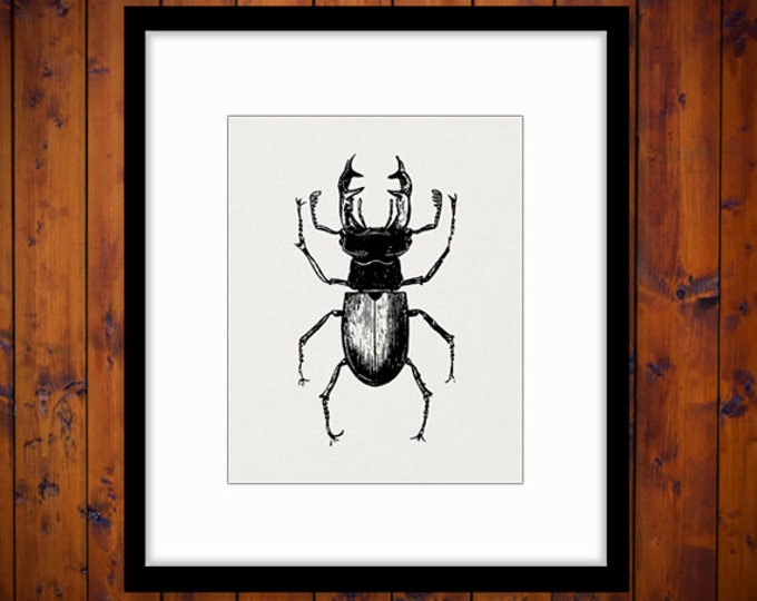 Printable Digital Stag Beetle Graphic Insect Bug Download Image Vintage Clip Art Jpg Png Eps HQ 300dpi No.3263