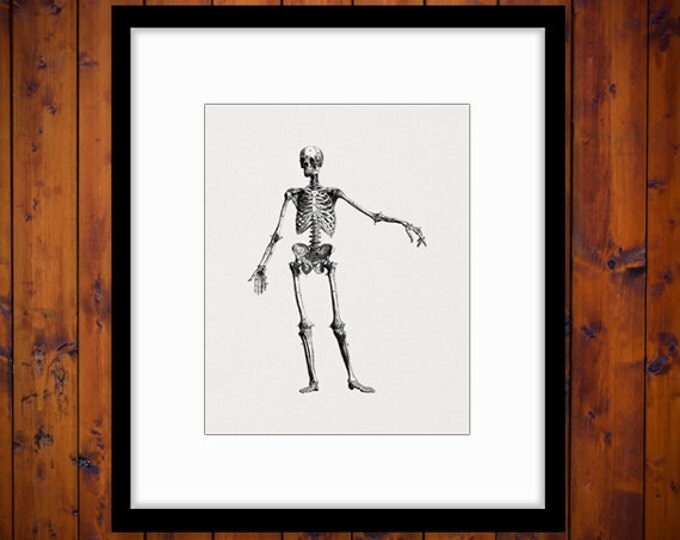 Printable Skeleton Diagram Graphic Digital Image Download Artwork Antique Clip Art Jpg Png Eps HQ 300dpi No.2119