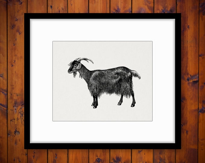 Antique Goat Animal Digital Printable Graphic Download Image Vintage Clip Art Jpg Png Eps HQ 300dpi No.516