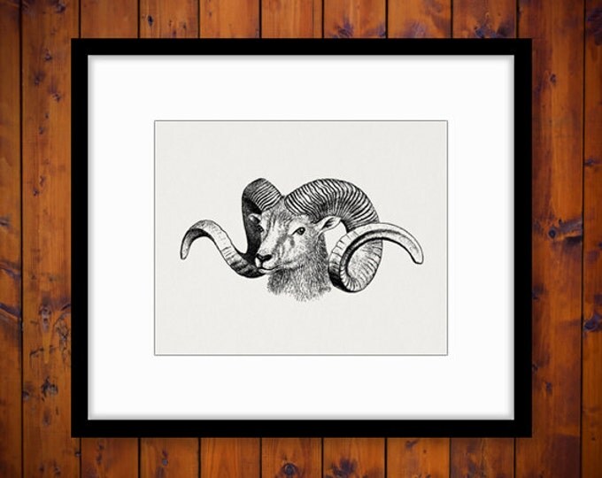 Ram Goat Antique Digital Graphic Printable Animal Download Image Vintage Clip Art Jpg Png Eps HQ 300dpi No.295