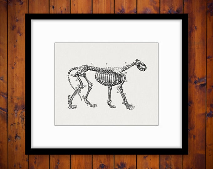 Printable Lion Skeleton Diagram Graphic Download Digital Image Illustration for Transfers Tea Towels etc HQ 300dpi No.2269