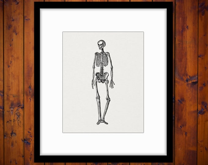 Printable Digital Skeleton Download Medical Anatomy Image Human Skeleton Graphic Antique Clip Art Jpg Png Eps HQ 300dpi No.2225