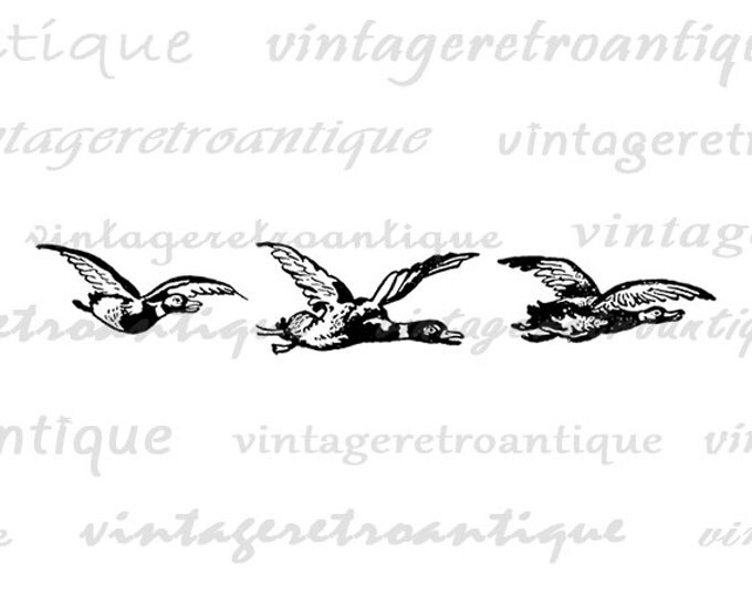 Flying Ducks Graphic Printable Download Birds Illustration Image Digital Jpg Png Eps HQ 300dpi No.3863