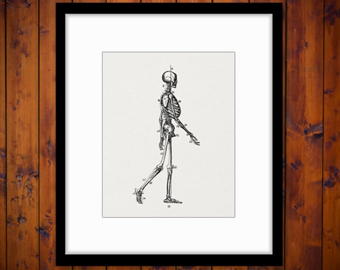 Skeleton Diagram Image Digital Download Graphic Printable Artwork Vintage Clip Art Jpg Png Eps HQ 300dpi No.2267