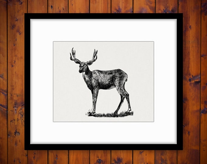 Printable Graphic Antique Mule Deer Image Download Digital Illustration Vintage Clip Art Jpg Png Eps HQ 300dpi No.2180