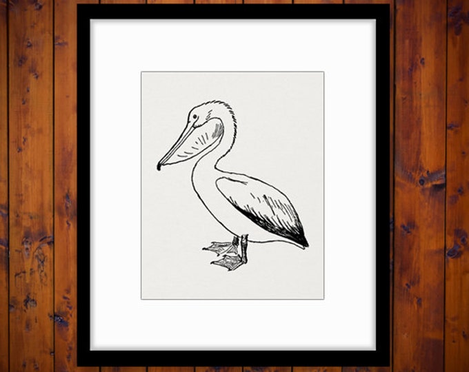 Printable Pelican Bird Image Graphic Digital Download Artwork Antique Clip Art Jpg Png Eps HQ 300dpi No.1073