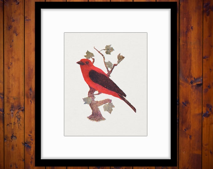 Printable Scarlet Tanager Bird Digital Image Red Bird Download Graphic Vintage Clip Art HQ 300dpi No.1021