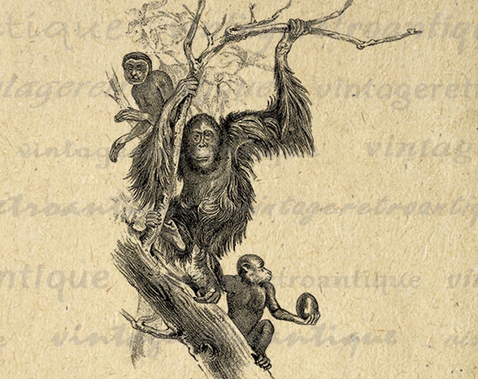 Printable Digital Monkeys Graphic Ape Download Image Vintage Clip Art Jpg Png Eps HQ 300dpi No.322