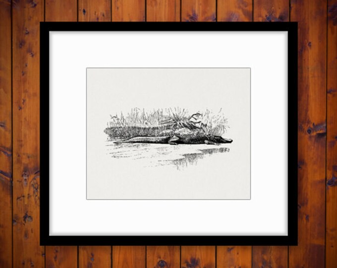 Crocodile Image Digital Printable Download Graphic Illustration Antique Clip Art Jpg Png Eps 18x18 HQ 300dpi No.2987