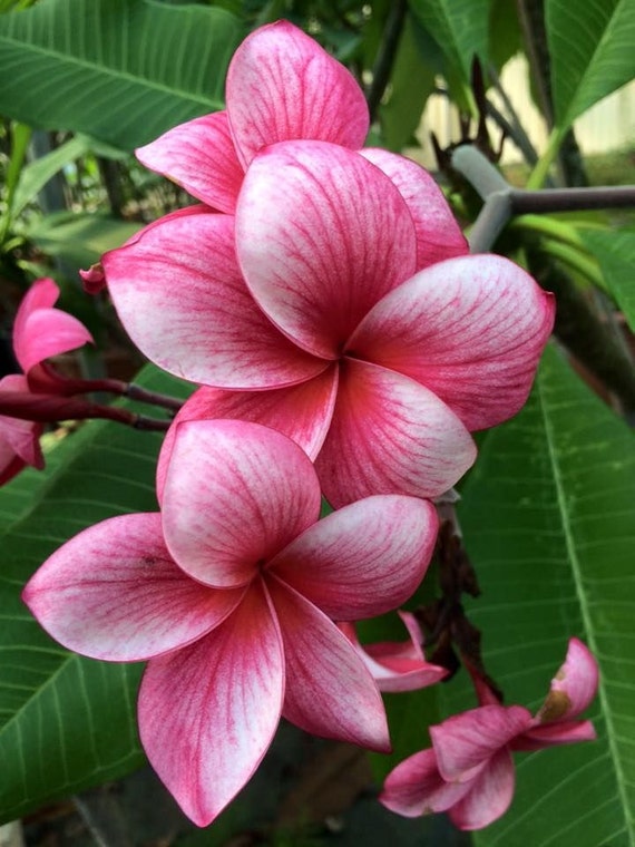 Rooted Plumeria Starter Plants Rare Plumeria Plants