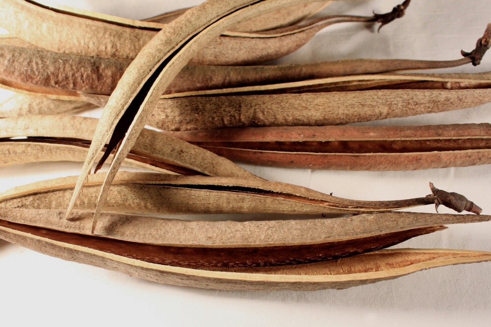 10 Trumpet Vine Seed Pods by NaturesOfferings on Etsy