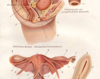 1898 female reproductive system print - Human anatomy, sex organs, gynaecology medical wall decor - 119 yr old victorian illustration (C598)