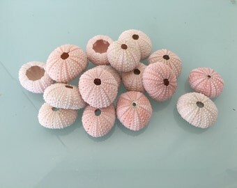 Pink sea urchins lot of 40