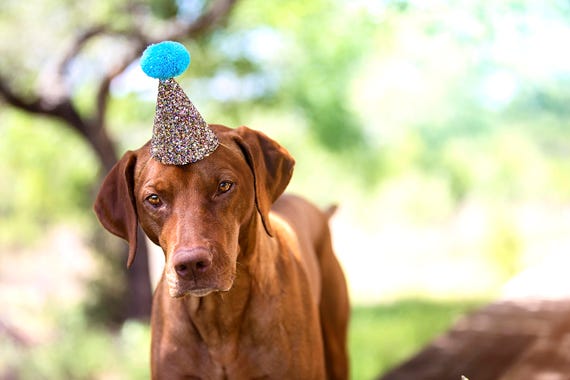 Dog Party Hat || Large Party Hat || Dog Cat Goat Birthday || Busters Party Shop || Dog Collar || Dog Costume