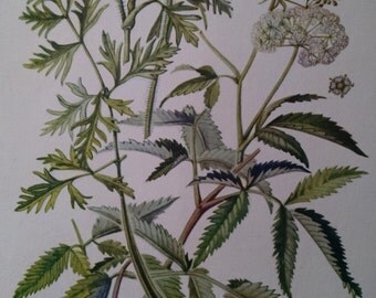 Miterwort and false miterwort, antique botanical litho print, 1954