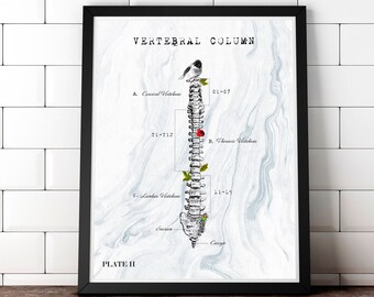 Chiropractor art print Spine art print poster Vertebrae vertebral art Anatomy art print Gift for Chiropractor Physical Therapy Art Print