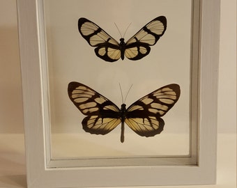 Framed butterflies