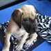 pawprintsau
