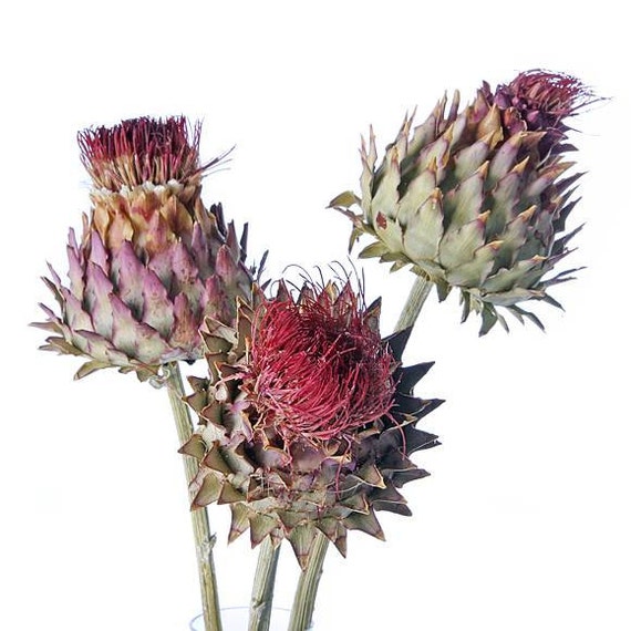 3 X Dried Artichoke Flowers Large dried Flowers by NaturalRuby