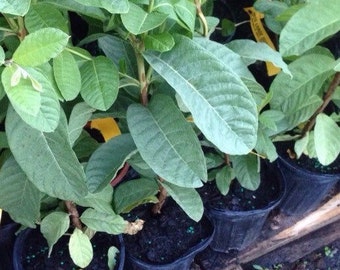 1 Live White Asian Guava Large Fruit Plant - Oi Xa Li - 13 - 17 Inches Tall -m135