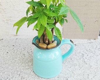 Rustic torquoise pitcher with lucky money tree