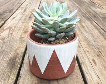 Small succulent/ cactus planter, red and white pot