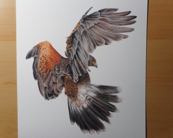 Plumes De Queue De Buse De Harris - 73 Pcs - Taxidermie & Création