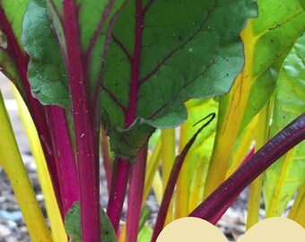Escape Bathrooms Chard swiss chard | etsy Escape Bathrooms Chard swiss chard | etsy