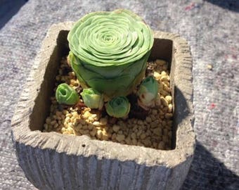 Aeonium Greenovia diplocycla, mountain rose, rare succulent, 10 seeds