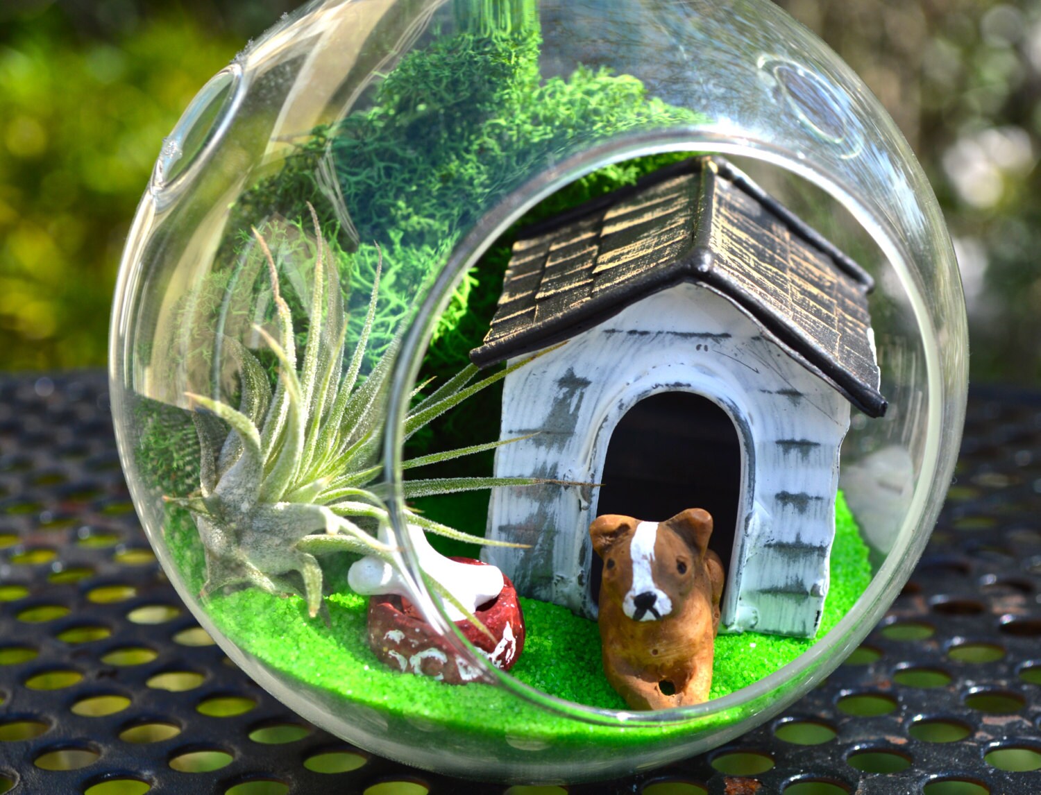 Dog House Terrarium Kit Sm Glass Hanging Terrarium with