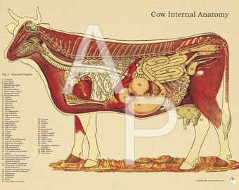 1905 Human Anatomy Antique Print Brain Spine by APrints on Etsy