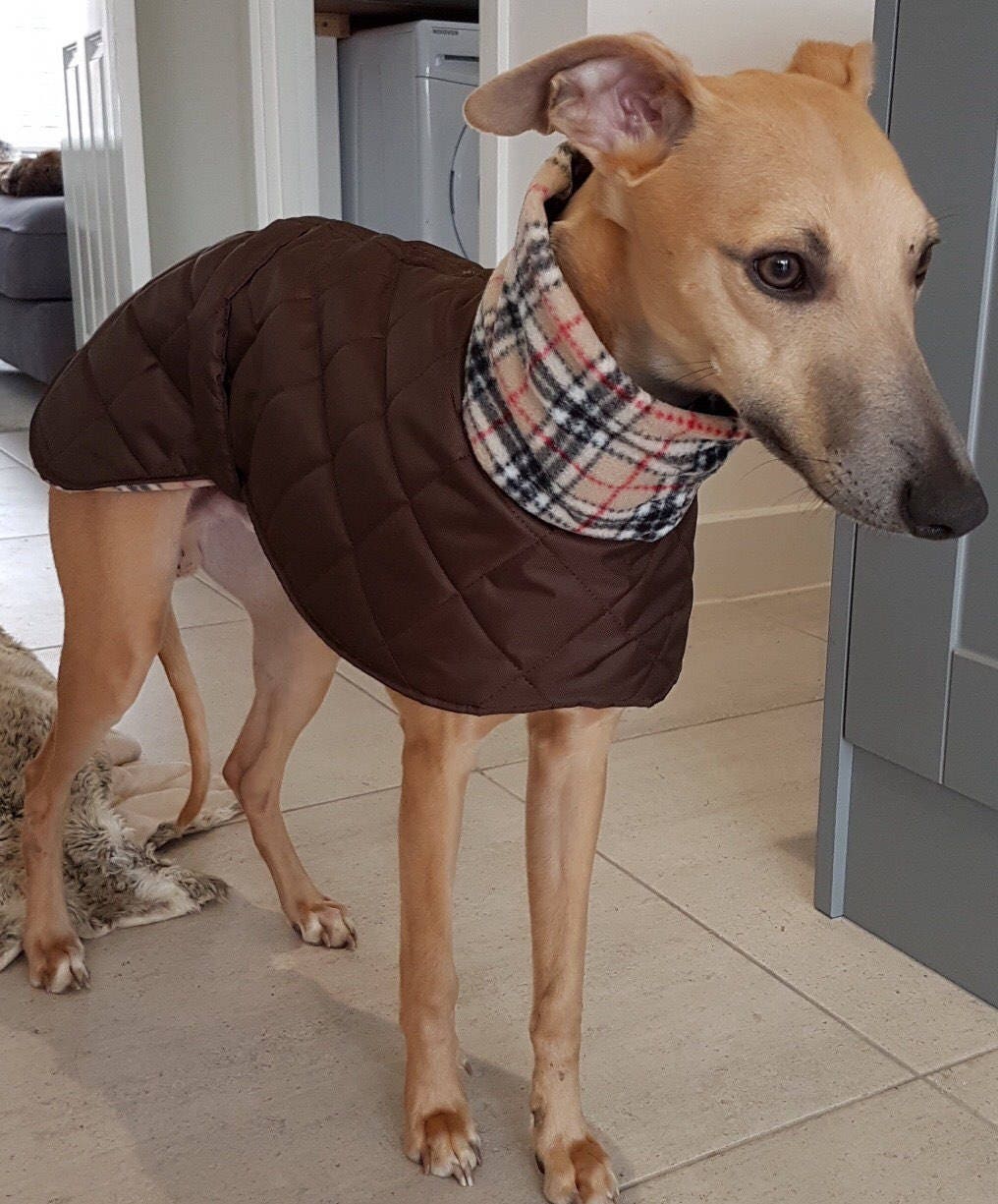 Italian greyhound coats readymade