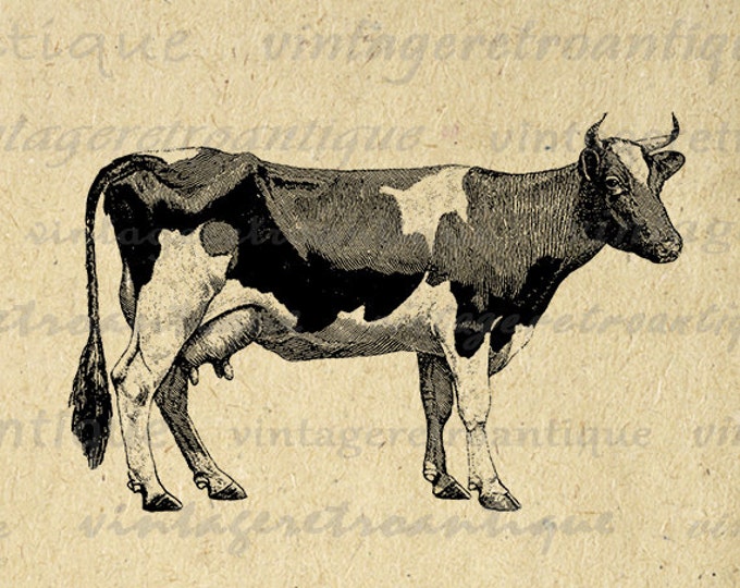 Digital Graphic Cow Printable Farm Animal Download Image Vintage Clip Art Jpg Png Eps HQ 300dpi No.790